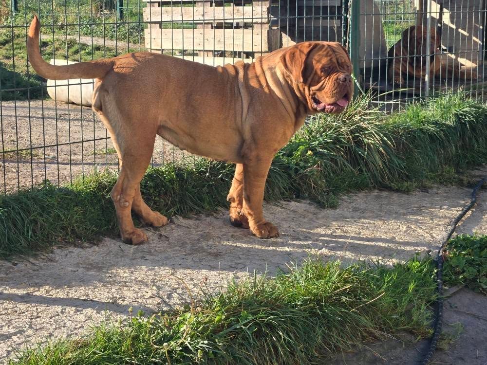 Publication : De L'Elite Royal Dog Auteur : Elite Royal Dog