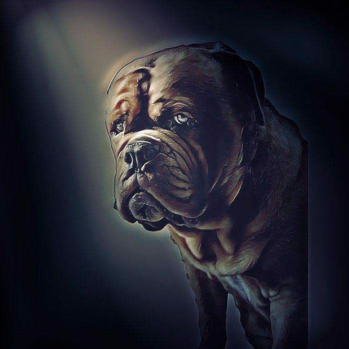 Publication : de Saint Armangel Auteur : de l'Elite Royal Dog