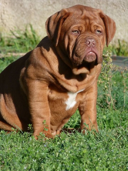 Publication : de Saint Armangel Auteur : de l'Elite Royal Dog