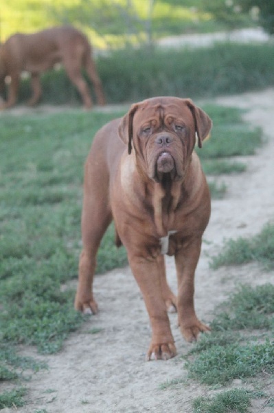 Publication : de Saint Armangel Auteur : de l'Elite Royal Dog