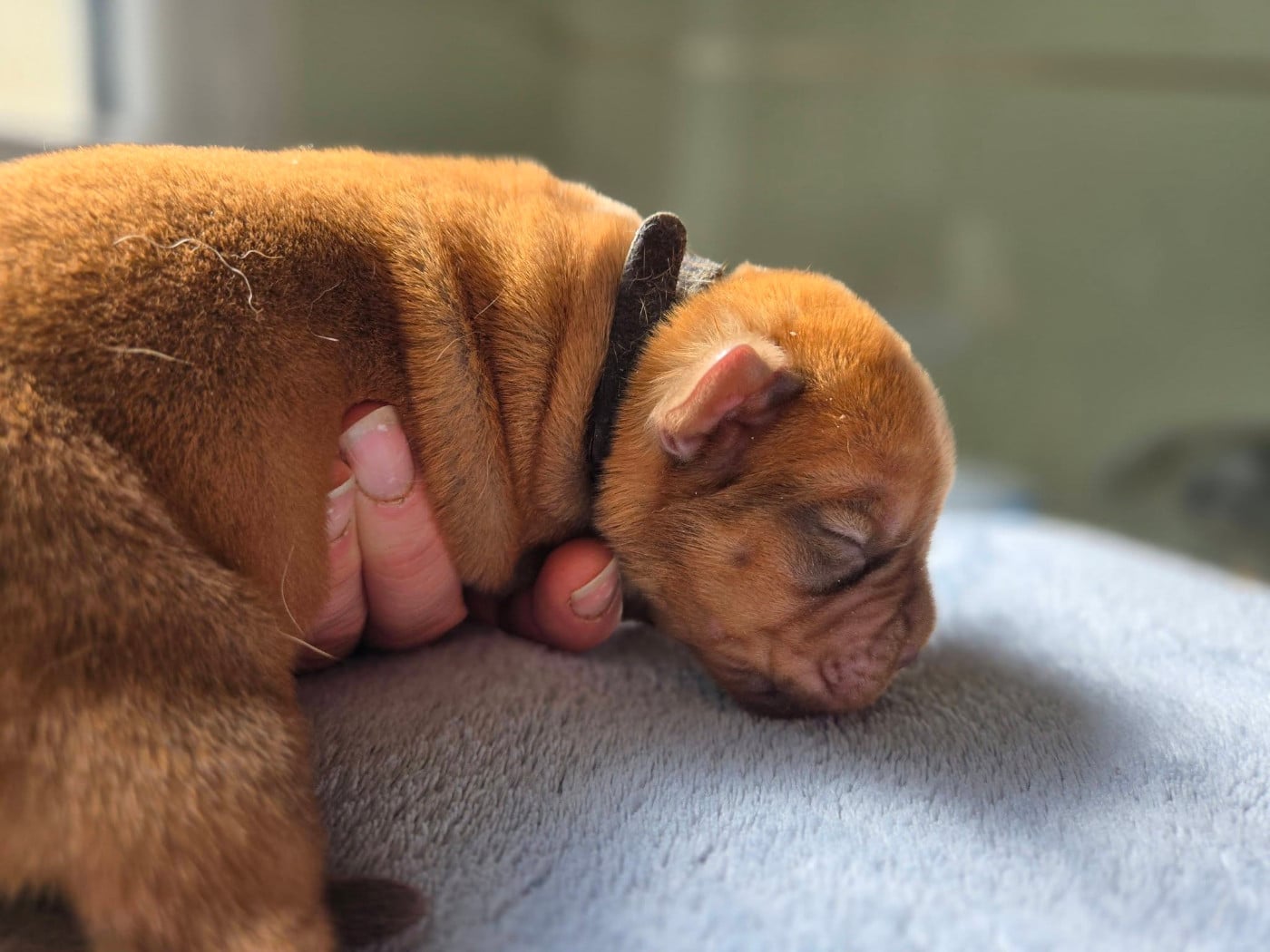 noir - Dogue de Bordeaux