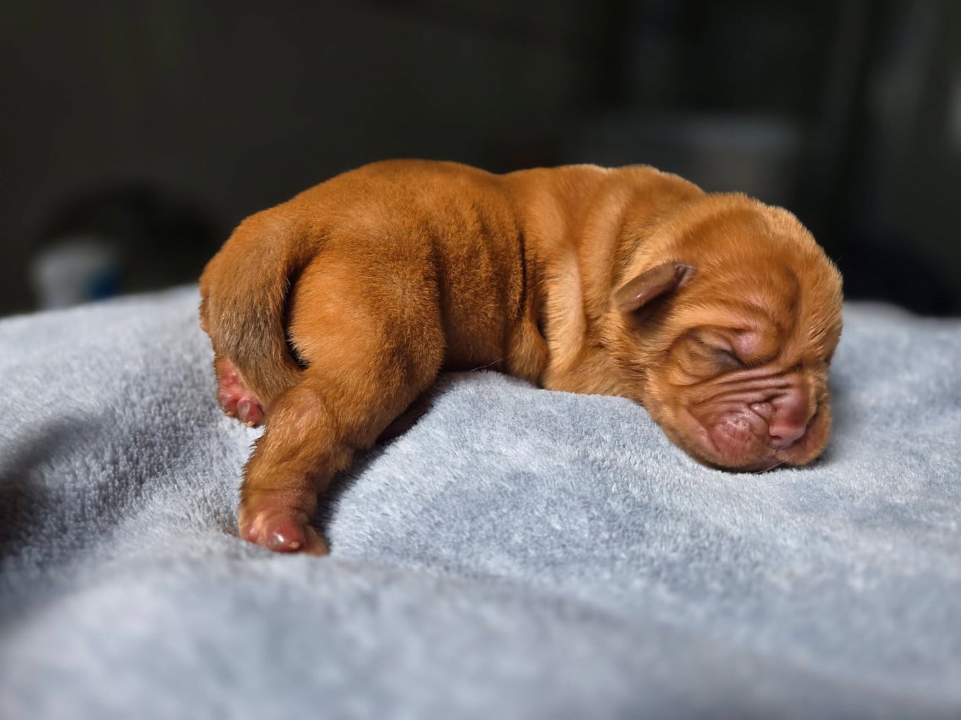 vert - Dogue de Bordeaux