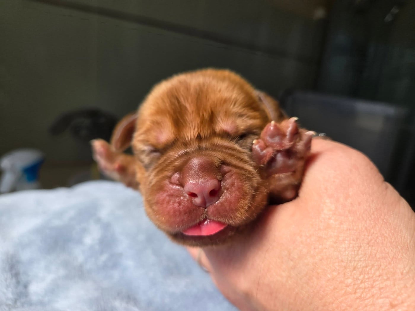 Marron - Dogue de Bordeaux