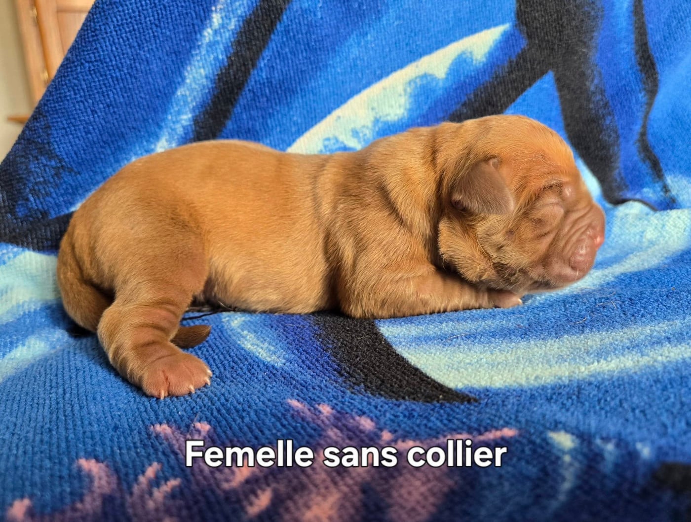Chiot Dogue de Bordeaux