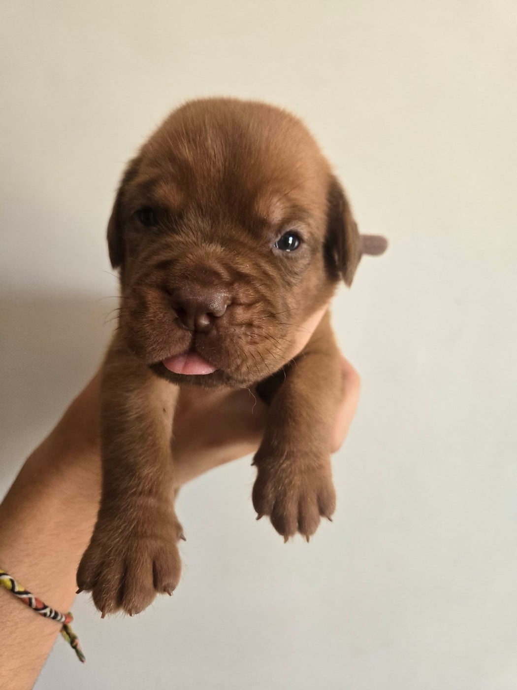 Dogue de Bordeaux - De L'Elite Royal Dog
