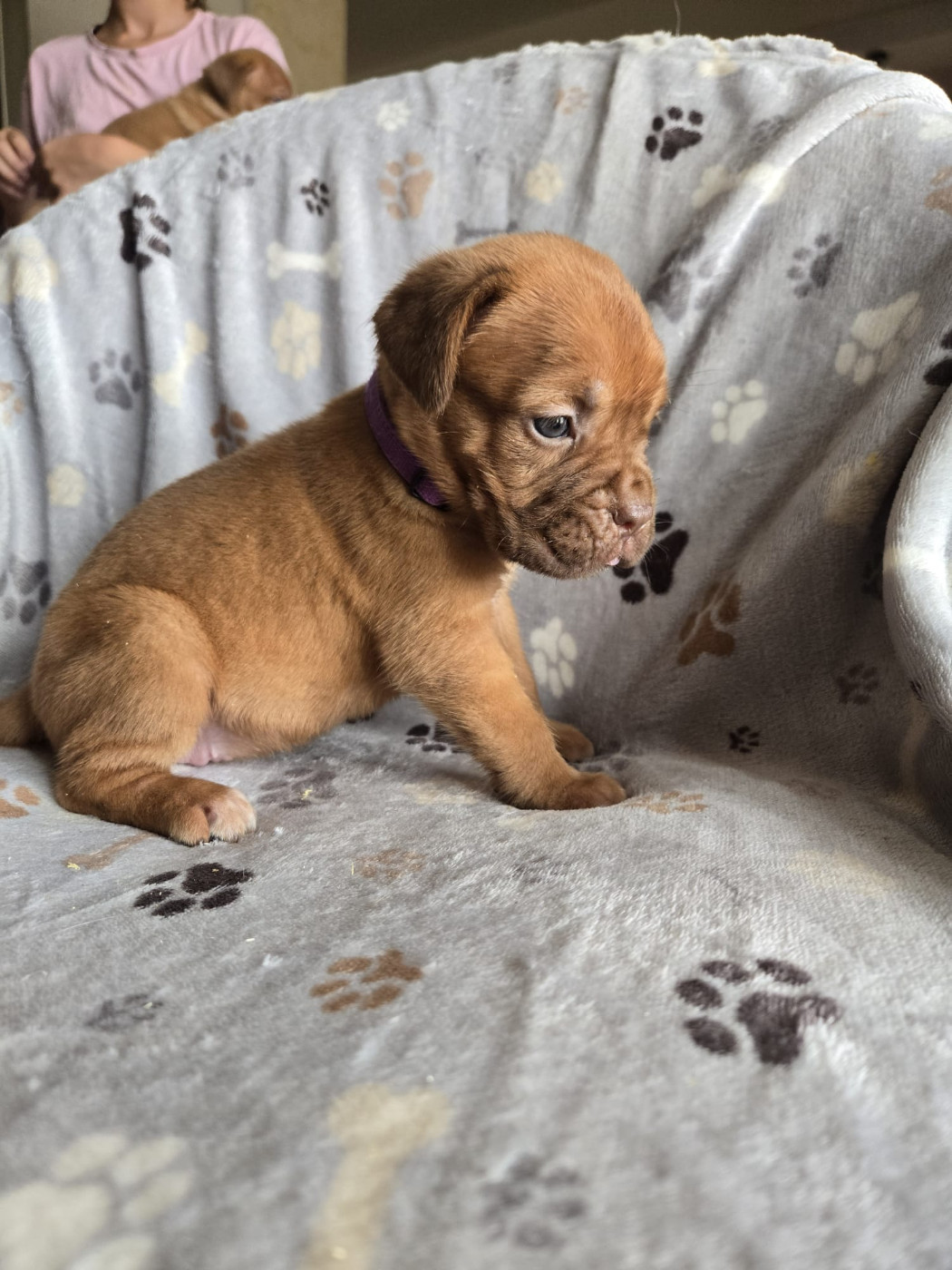 Dogue de Bordeaux - De L'Elite Royal Dog