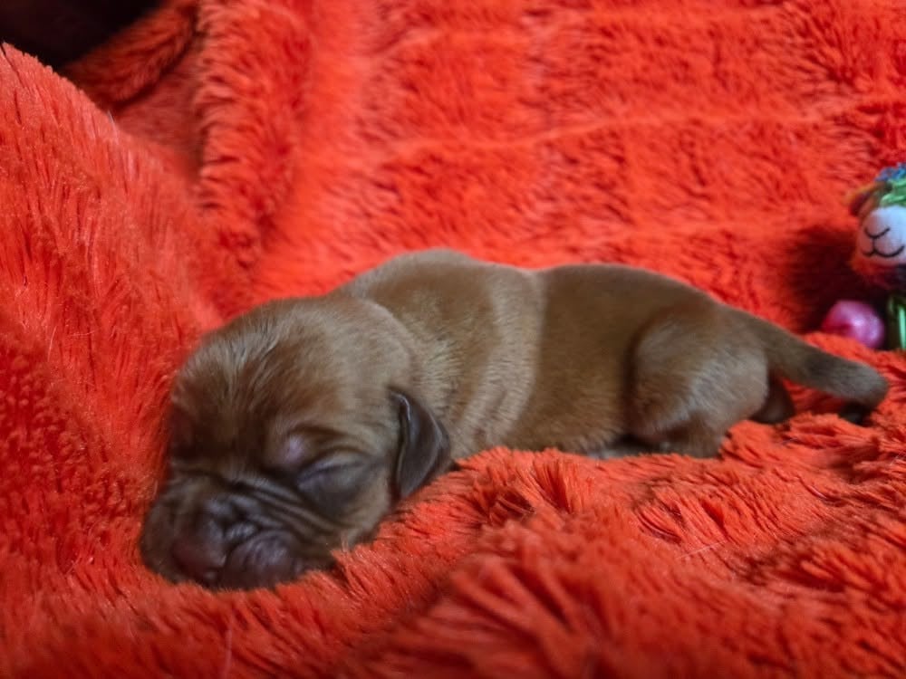 Sans collier - Dogue de Bordeaux