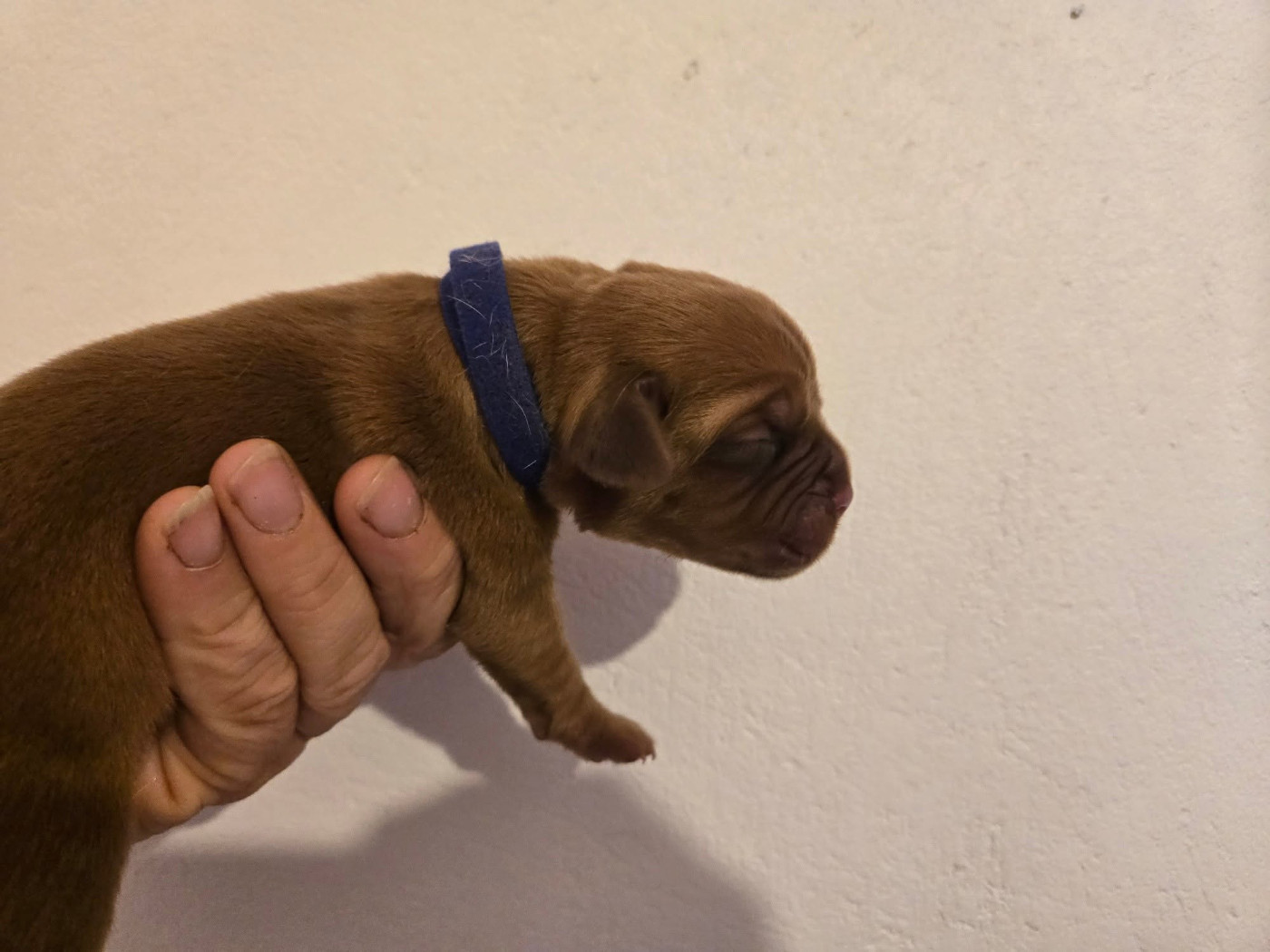 Bleu foncé - Dogue de Bordeaux