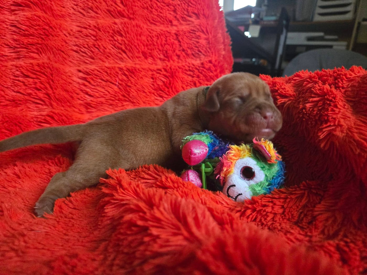 Bleu clair - Dogue de Bordeaux
