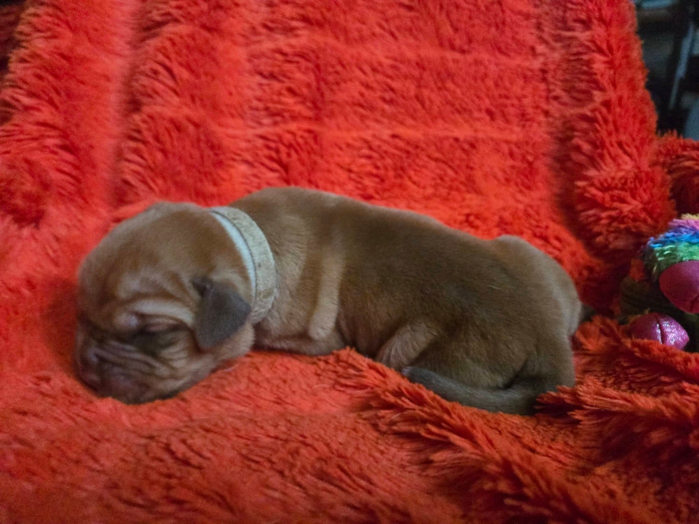 Blanc - Dogue de Bordeaux