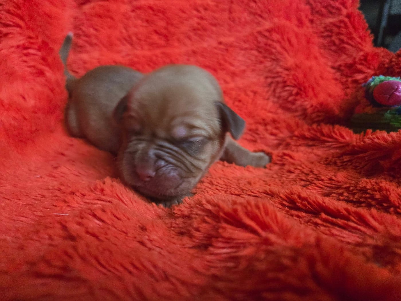 Jaune - Dogue de Bordeaux