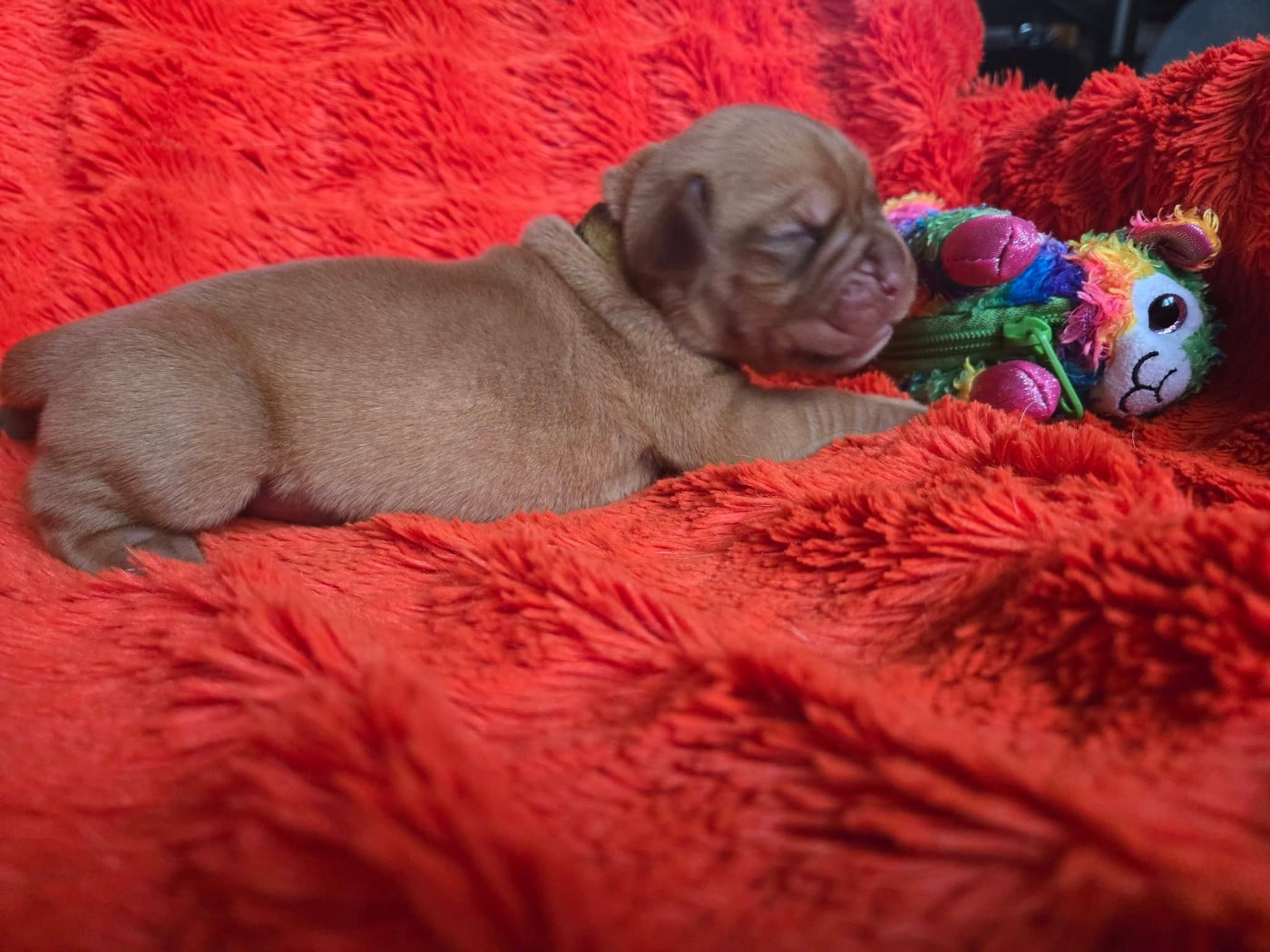 Orange - Dogue de Bordeaux