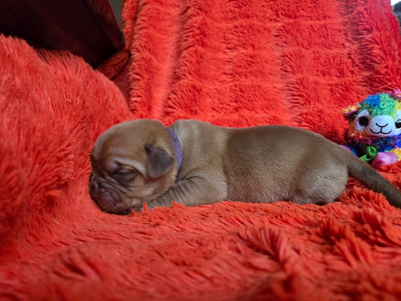 Violet - Dogue de Bordeaux