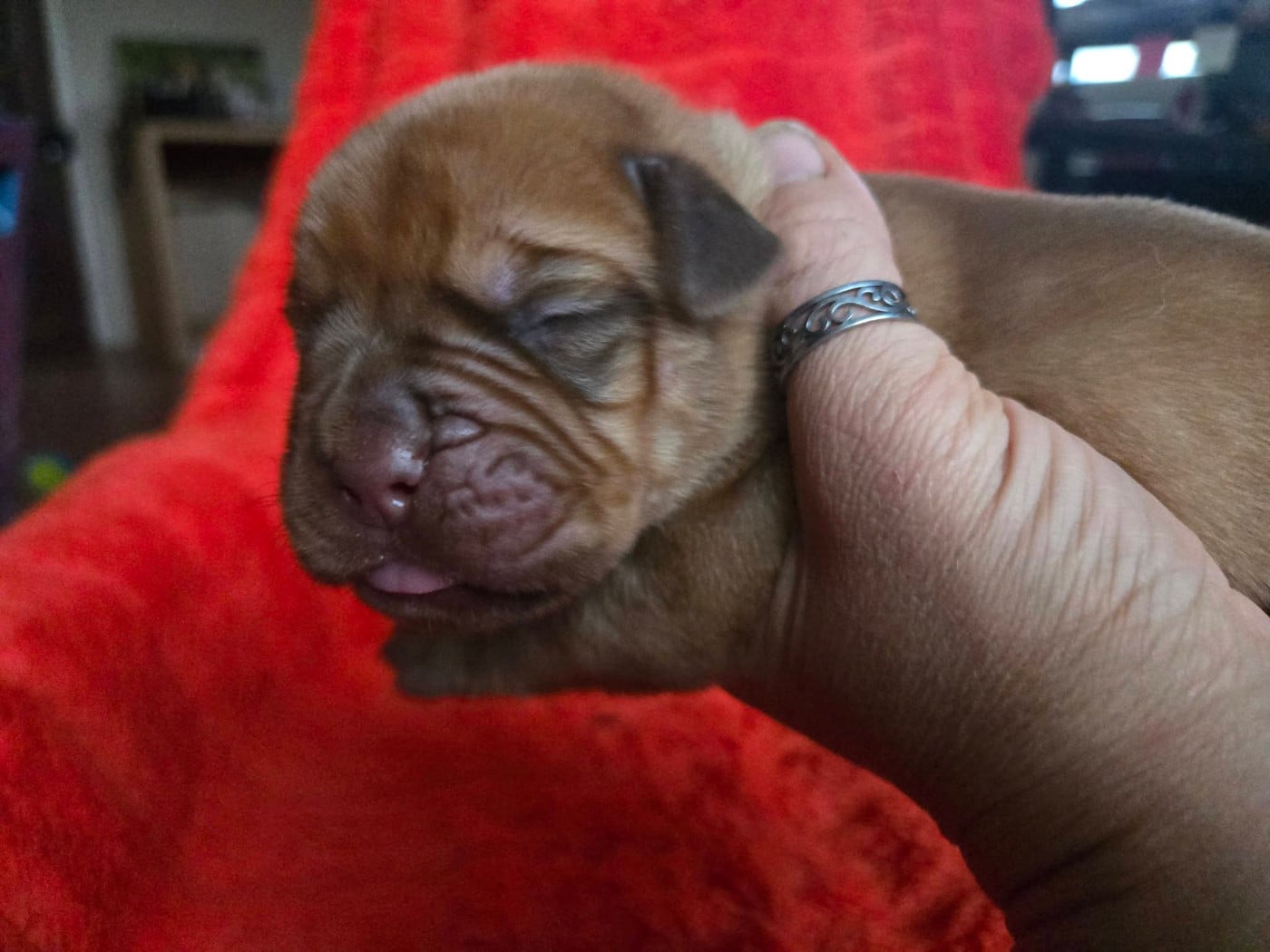 Gris - Dogue de Bordeaux