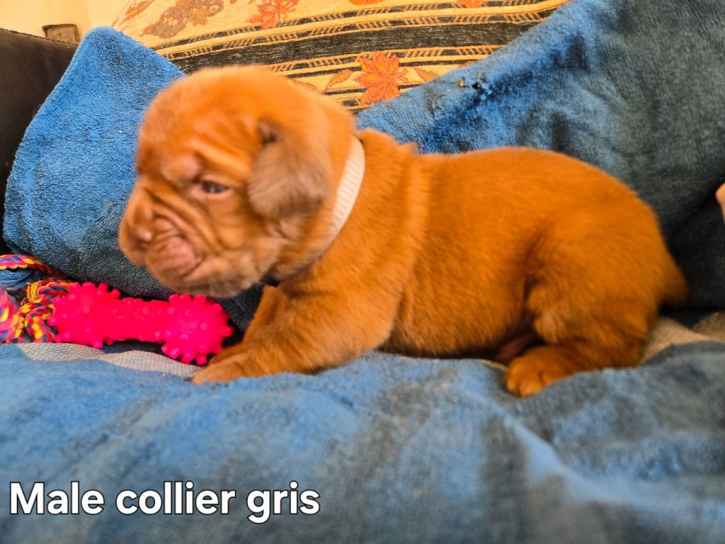 Collier gris clair - Dogue de Bordeaux