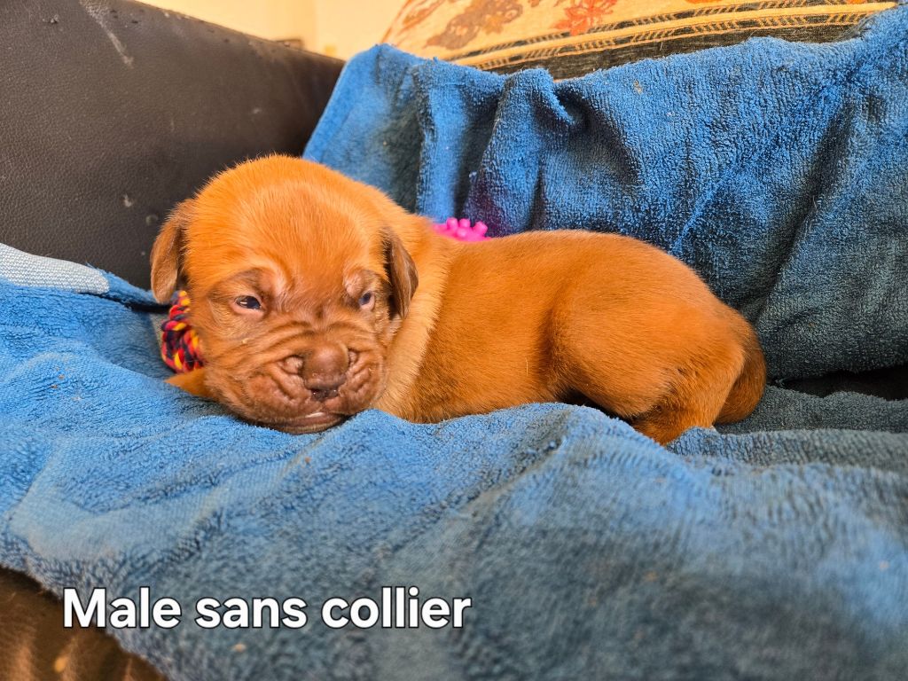 Sans collier - Dogue de Bordeaux