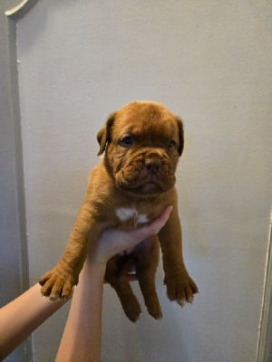 Les chiots de Dogue de Bordeaux