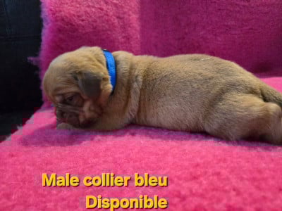 Les chiots de Dogue de Bordeaux