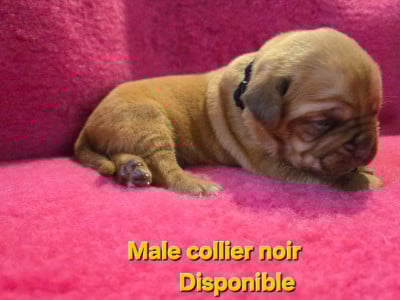 Les chiots de Dogue de Bordeaux