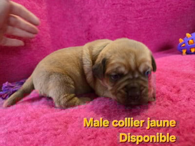 Les chiots de Dogue de Bordeaux