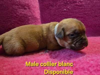 Les chiots de Dogue de Bordeaux