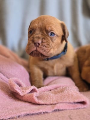 Les chiots de Dogue de Bordeaux