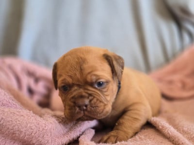 Les chiots de Dogue de Bordeaux