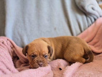 Les chiots de Dogue de Bordeaux