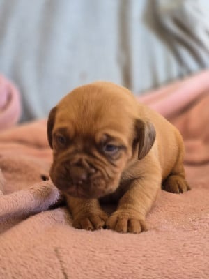 Les chiots de Dogue de Bordeaux