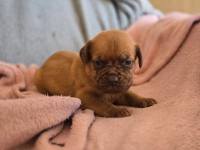 Les chiots de Dogue de Bordeaux