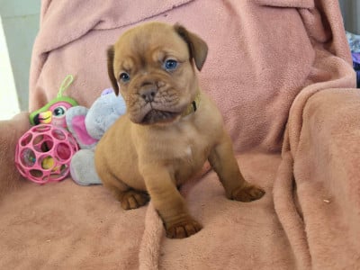 Les chiots de Dogue de Bordeaux