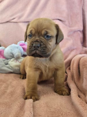 Les chiots de Dogue de Bordeaux
