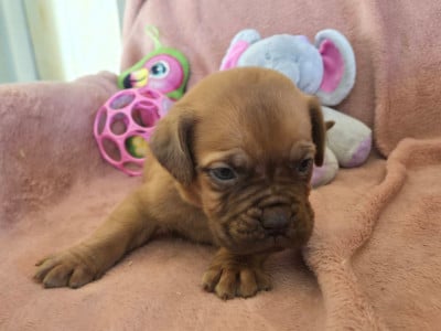 Les chiots de Dogue de Bordeaux