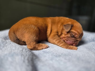 Les chiots de Dogue de Bordeaux