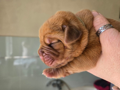 Les chiots de Dogue de Bordeaux
