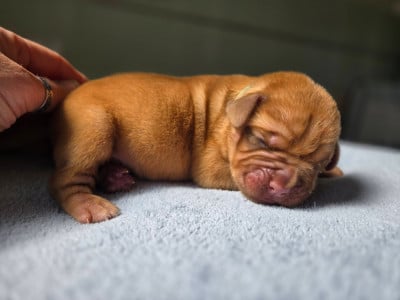 Les chiots de Dogue de Bordeaux