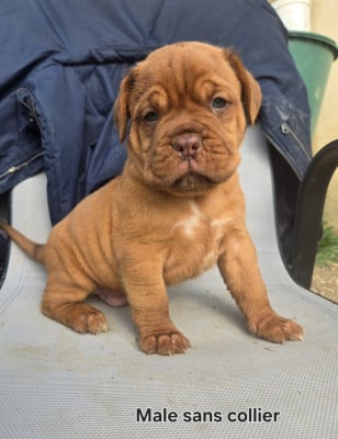Les chiots de Dogue de Bordeaux