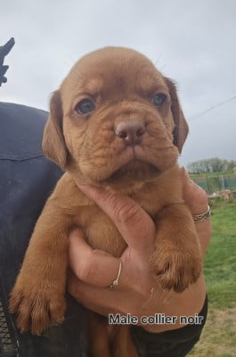 Les chiots de Dogue de Bordeaux
