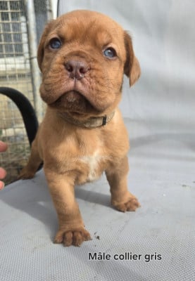 Les chiots de Dogue de Bordeaux