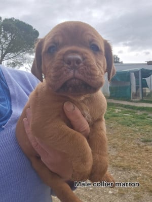 Les chiots de Dogue de Bordeaux