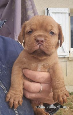 Les chiots de Dogue de Bordeaux