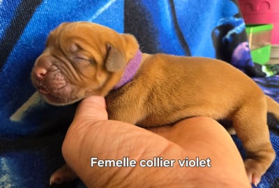 Les chiots de Dogue de Bordeaux