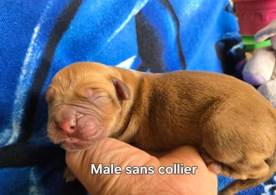 Les chiots de Dogue de Bordeaux