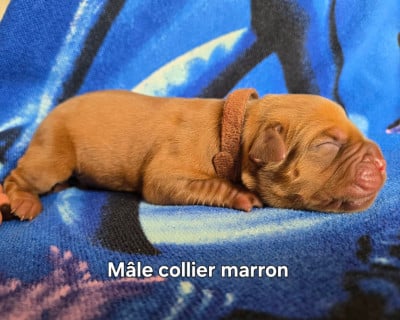 Les chiots de Dogue de Bordeaux
