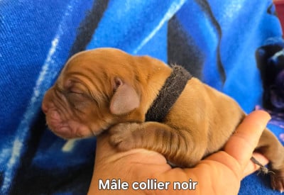 Les chiots de Dogue de Bordeaux