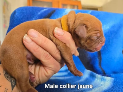 Les chiots de Dogue de Bordeaux