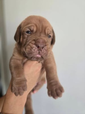 Les chiots de Dogue de Bordeaux