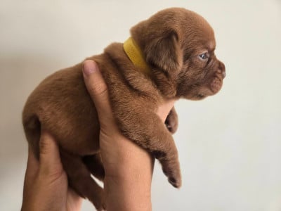 Les chiots de Dogue de Bordeaux