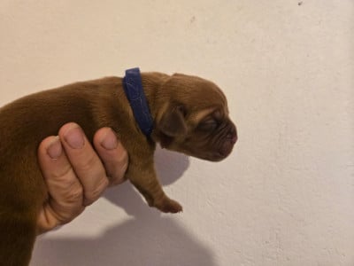 Les chiots de Dogue de Bordeaux