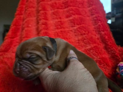 Les chiots de Dogue de Bordeaux